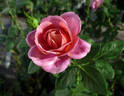 Kaleidoscope rose photo