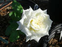 Karen Blixen ™ rose photo