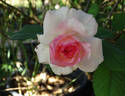 Kisme rose photo