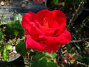 Kleopatra ® rose photo