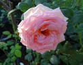 La Fleurette rose photo