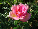 La Fleurette rose photo