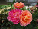La Passionata rose photo