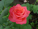 Lady Bird rose photo