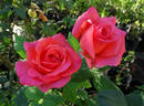 Lady Bird rose photo