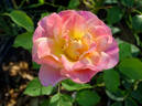 LandLust rose photo
