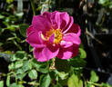 Lavender Jewel rose photo