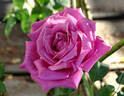 Lavender Joy rose photo