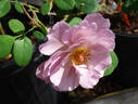 Lavender Pinocchio rose photo