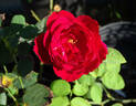L. D. Braithwaite rose photo