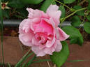 Les Sjulin rose photo