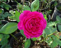 Like No Other rose photo
