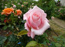 Lily the Pink rose photo