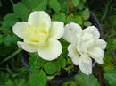 Lime Sublime ™ rose photo