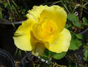 Limelight rose photo