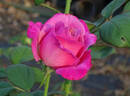Liz's Charm rose photo
