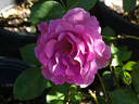 Love Potion ™ rose photo