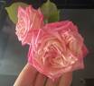 Auguste Comte rose photo