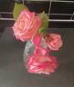 Auguste Comte rose photo