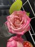 Auguste Comte rose photo