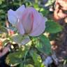 Sweet Love rose photo