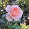 Clair Renaissance ™ rose photo