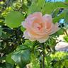 Clair Renaissance ™ rose photo