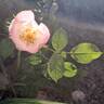 Friendly rose photo
