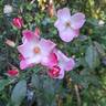 Rush ® rose photo