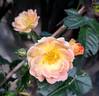 Bordure Camaïeu ® rose photo