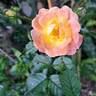 Bordure Camaïeu ® rose photo