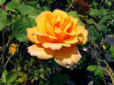 Magic Lantern rose photo