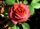Mama Africa rose photo