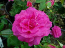Manou Meilland rose photo