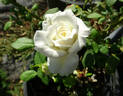 Maria Shriver ™ rose photo