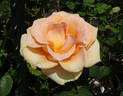 Marilyn Monroe ™ rose photo
