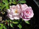Marion Ross rose photo
