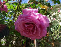 Mauve Melodee rose photo