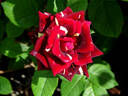Memphis Music rose photo