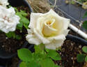 Menta rose photo