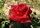 Miss Elvis rose photo