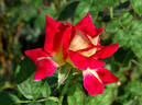 Monte Carlo Country Club rose photo