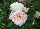 Moonlight in Paris ™ rose photo