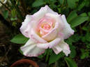 Moonstone ™ rose photo
