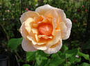 Mother of Pearl ™ rose photo