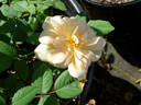 Mrs. Aaron Ward rose photo