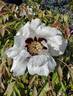 <i>P. rockii</i> subsp. <i>rockii</i> peony photo