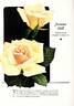 Joanna Hill rose photo