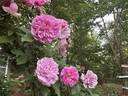 Festive Jewel rose photo