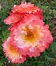 Colorific rose photo